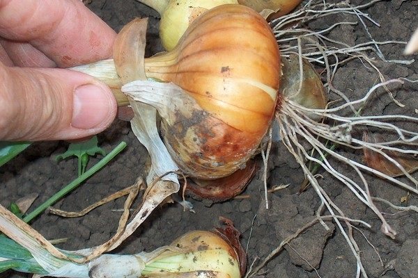 Onion fly - how to get rid of quickly?