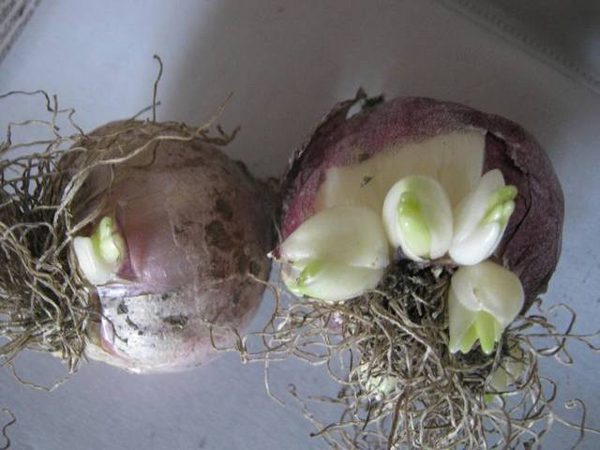 Hyacinth bulb with babies
