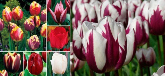 Bulbous perennials for a luxurious flower garden in your country house
