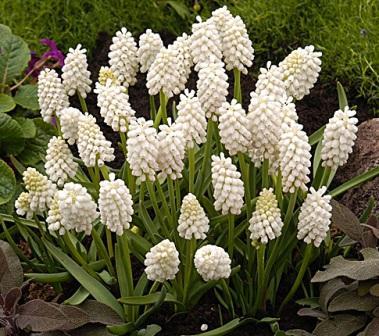 Bulbous perennials for a luxurious flower garden in your country house