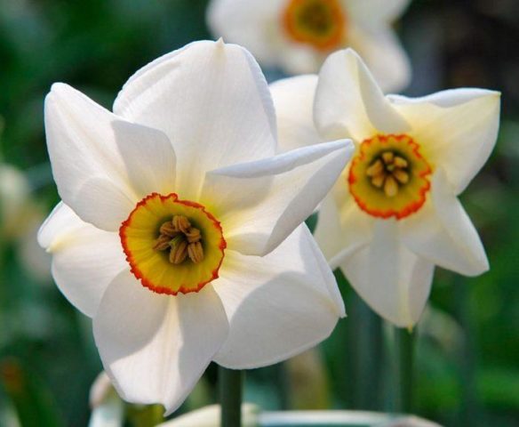 Bulbous perenner för en lyxig blomsterträdgård i ditt lantgård