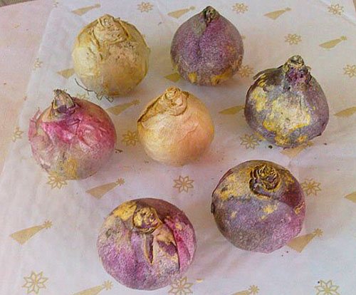 Hyacinth bulbs without signs of disease or damage