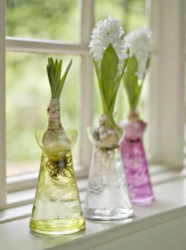 Hyacinth bulbs with leaves and inflorescences