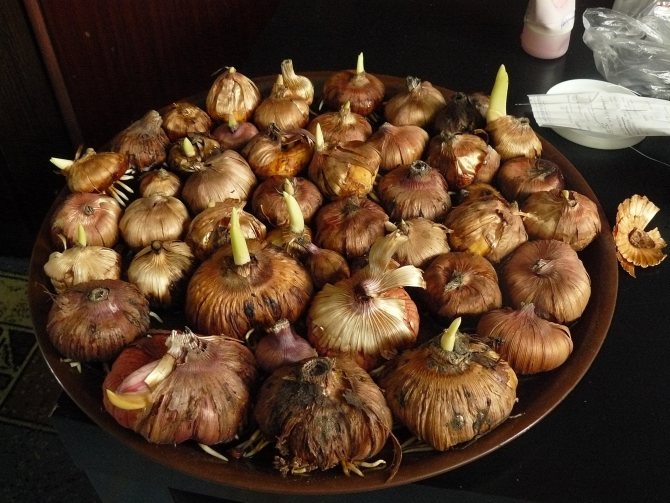 bulbii de gladioli pe masă