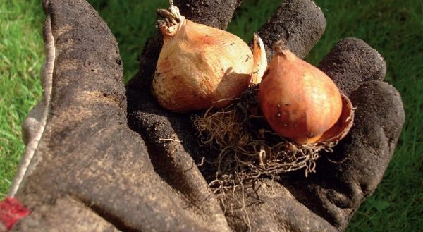 Bulbs harvested on time keep better and longer