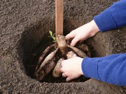hole for planting flowers