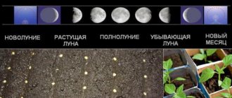 Lunar calendar for planting seedlings in February 2020: favorable days