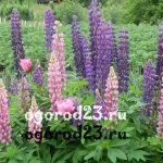 Lupins growing from seeds when to plant