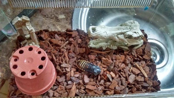 Madagaskar väsande kackerlackor