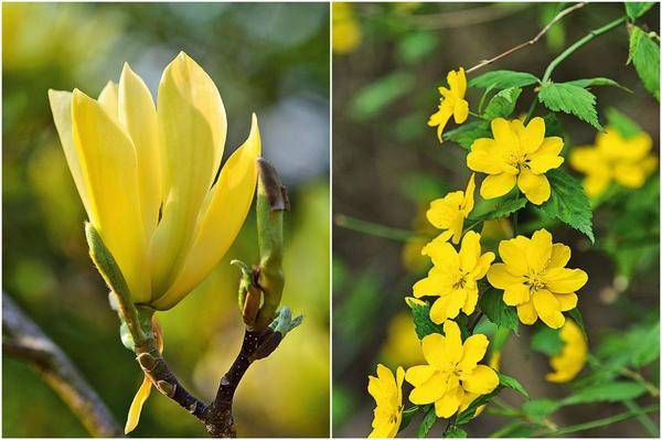 Rama-rama Magnolia dan Kerria Jepun