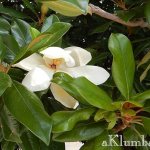 Magnolia blomma