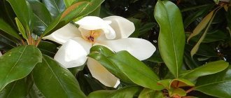 Bunga Magnolia