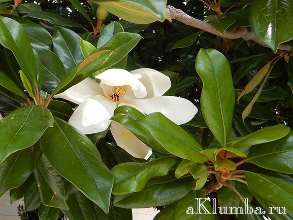 Floare de magnolie