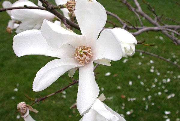 Magnolia de salcie