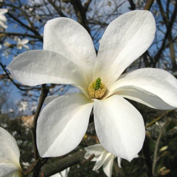 Magnolia Cobus-foto