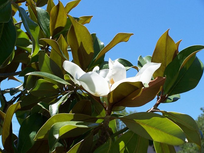 Magnolia berbunga besar