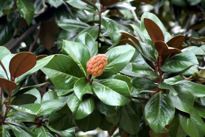 Magnolia storblommig