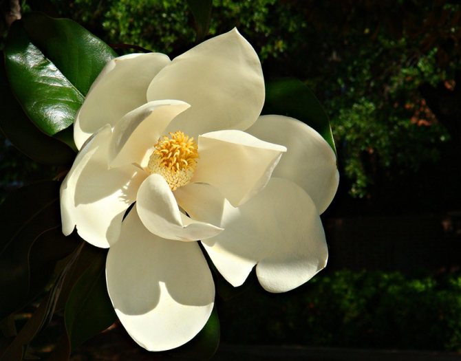 Magnolia cu flori mari