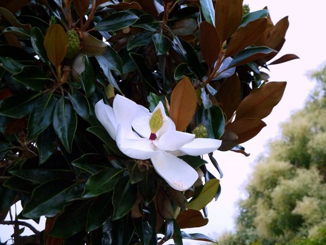 Magnolia cu flori mari