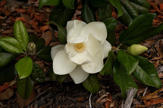 Magnolia berbunga besar