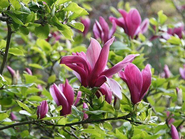 Bunga bakung Magnolia (M. liliflora)