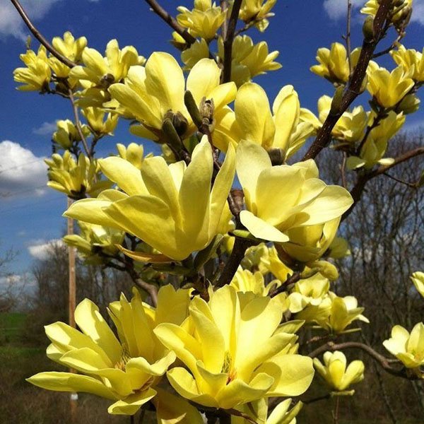 Magnolia naken gul flod