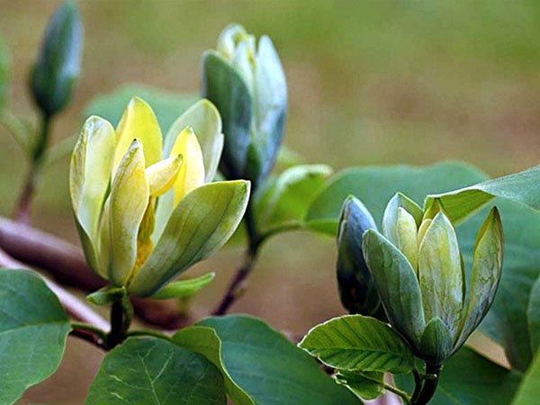 Magnolia Opal Biru Menunjuk