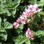 Marjoram - growing, planting, reproduction and care