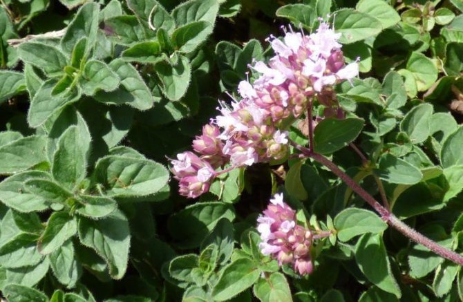 Marjoram - growing, planting, reproduction and care