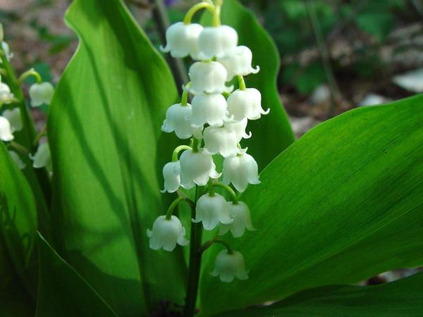 May lily of the valley