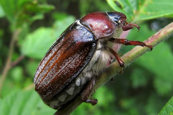 Maaaring beetle - paglalarawan, istraktura at katangian ng insekto
