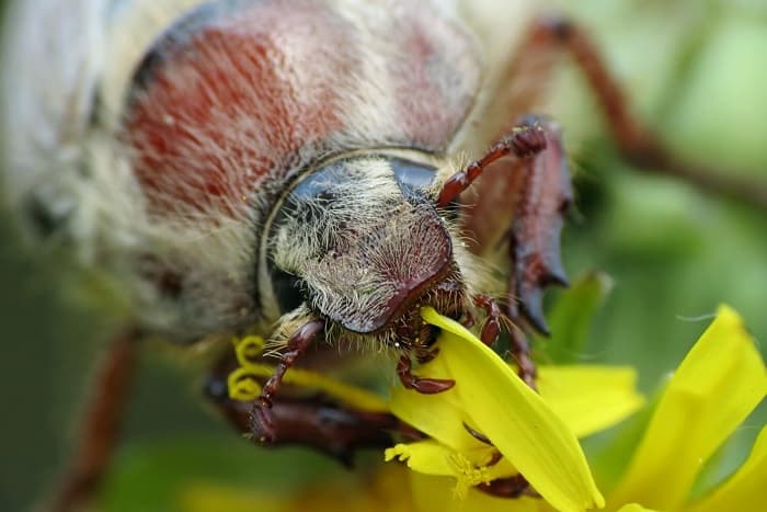 Maaaring beetle - paglalarawan, istraktura at katangian ng insekto