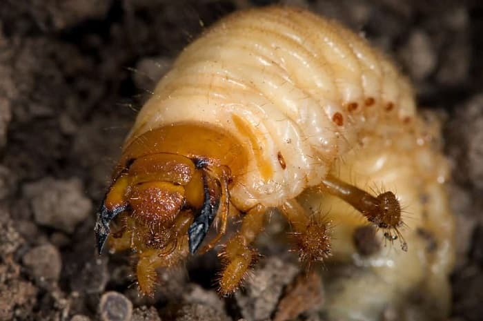 May beetle - beskrivning, struktur och egenskaper hos insekten