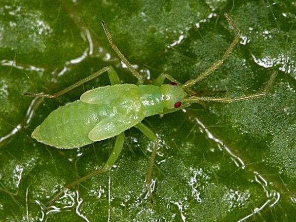 Macrolophus (familia de muște Miridae) fotografie