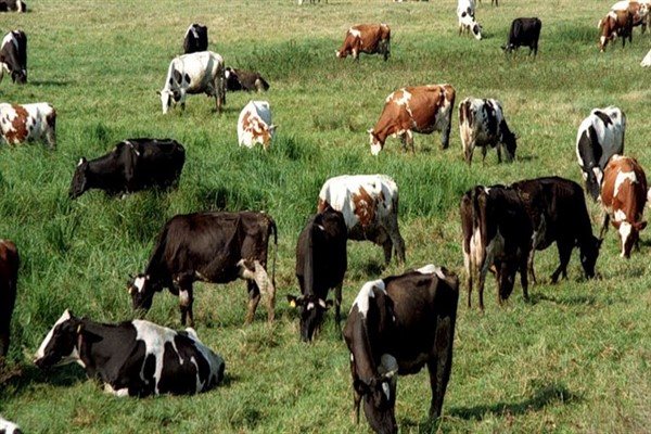 Greutatea maximă și medie a unei vaci