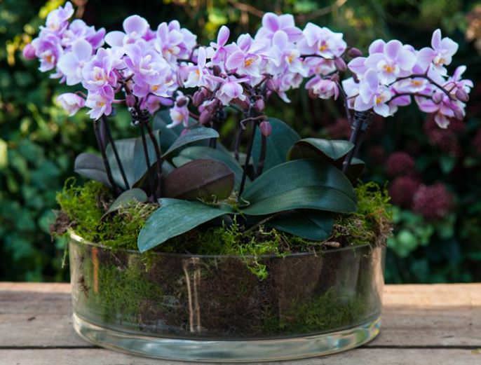 A small orchid can become a great decoration for almost any interior.