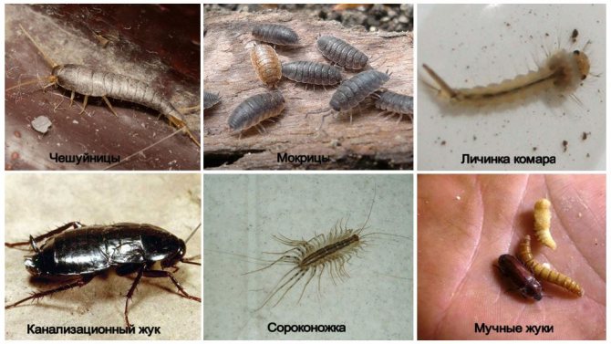 حشرات بنية صغيرة في شقة: كيف تقاتل وكيف تمنعها