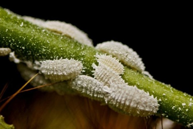 حشرات بنية صغيرة في شقة: كيف تقاتل وكيف تمنعها