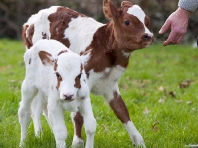 Small Ayrshire calves