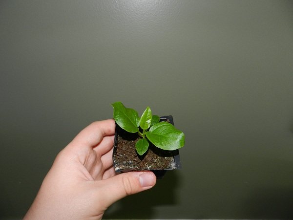 Small ficus in the hands.