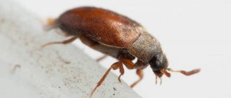 Small brown skin bug