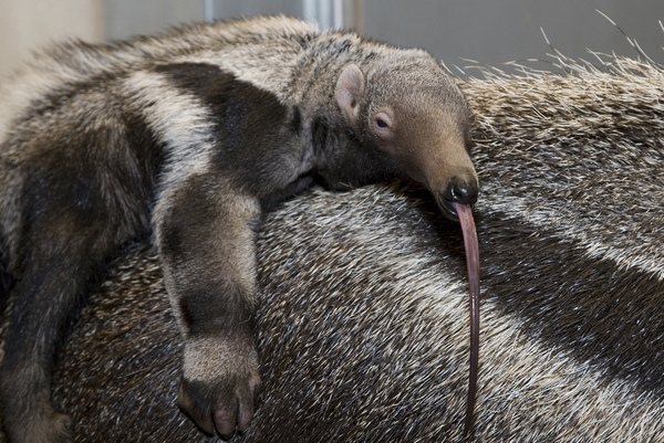 maliit na anteater