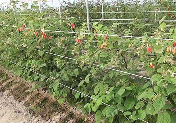 Raspberry Glen Ample crește de obicei în sus și nu cade, dar totuși, pentru a simplifica cultivarea, merită să o legați la un spalier