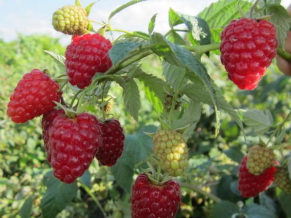 Raspberry early surprise is early maturing