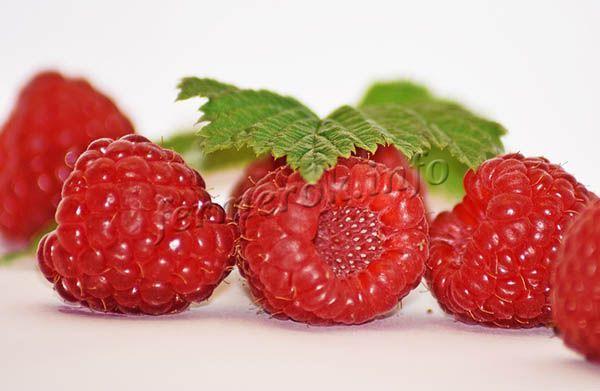 Raspberry grows large, commercial quality