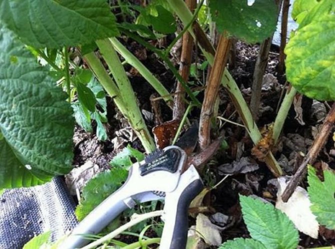 Raspberry remontant in autumn care pruning