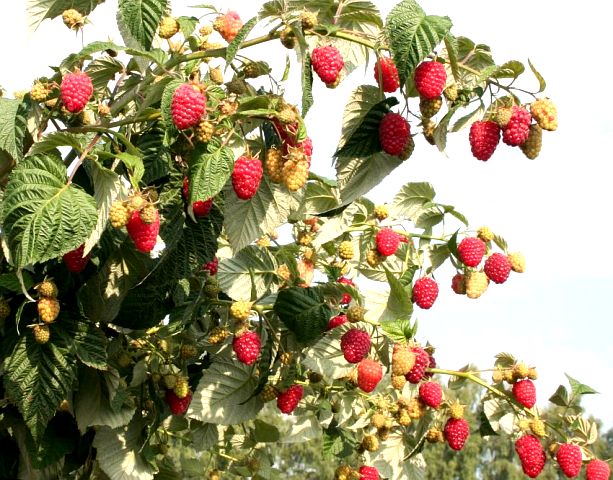 Remontan raspberry: penjagaan dan penanaman