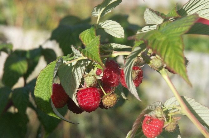 Raspberry varieties Indian Summer