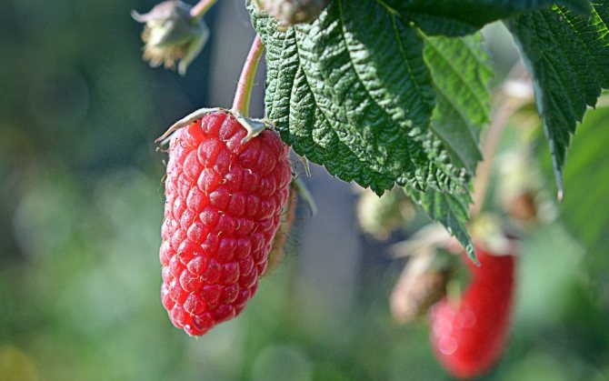 Raspberry varieties Bryansk Jubilee