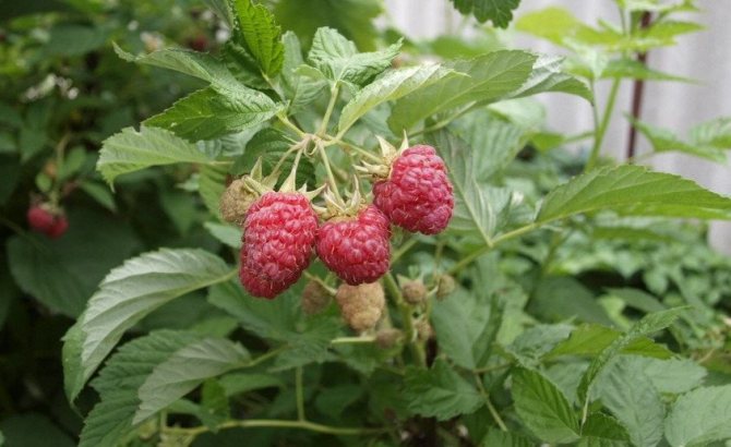 Mga varieties ng raspberry Hercules